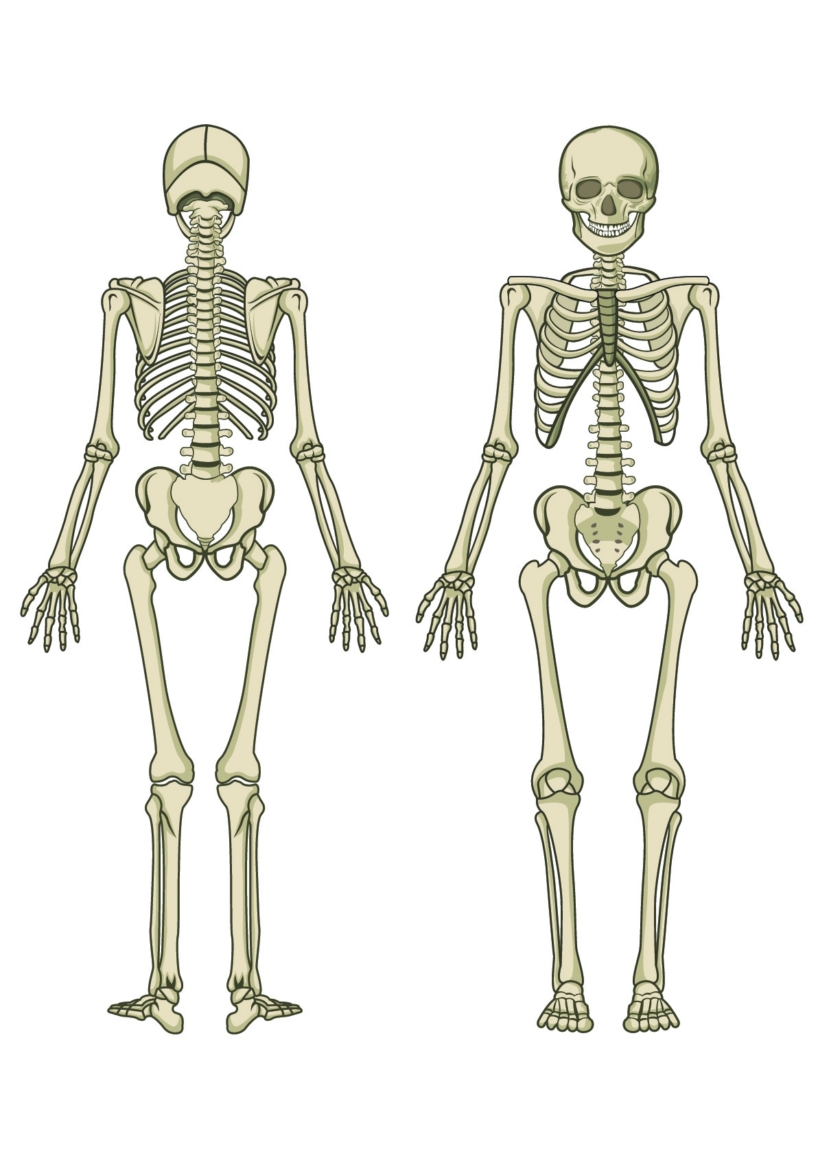 Skeleton Diagram Printable Pictures Human Skeleton Diagram Blank Human Anatomy Diagram