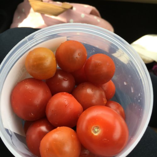 what i ate wednesday tomatoes